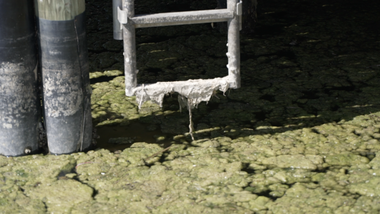 “Not Your Typical Sight: Cape Coral Canal Bloom Proves Not to be Blue-Green Algae”