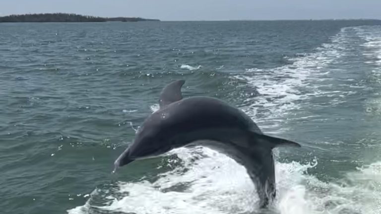 “The Dolphin Whisperer”: Leading the Way in a Male-Dominated Industry, One Matlacha Woman’s Story