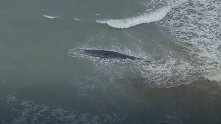 Venice beached whale succumbs to death, according to the Florida Fish and Wildlife Conservation Commission (FWC).