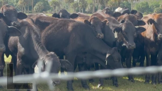 Introducing JB Ranch: The Designated Honoree of the 2024 Immokalee Cattle Drive and Jamboree